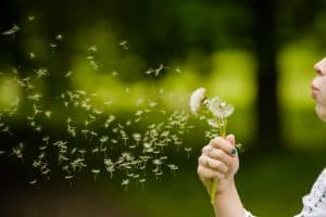 Girl blows away a dandelion.