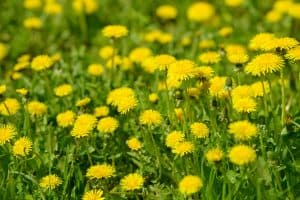 A field of dandelion flowers
