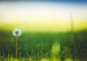A photo of an off-center dandelion