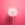 dandelion flower on pink background